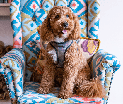 Cover Image for Calling all canine models!